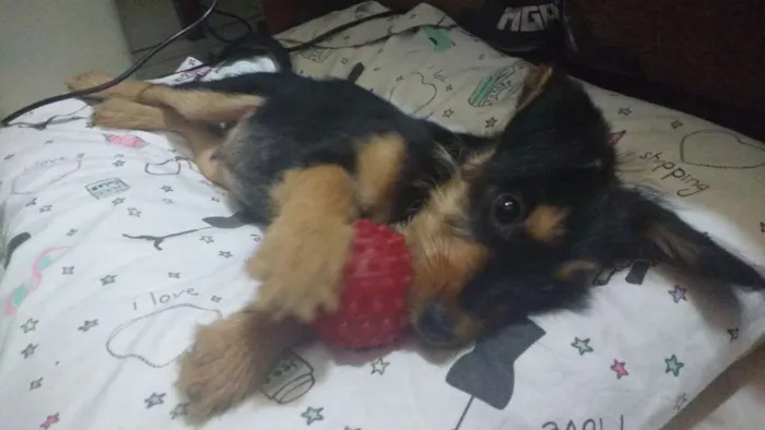 Cachorro ra a SRD idade 2 a 6 meses nome Zack (Provisório)