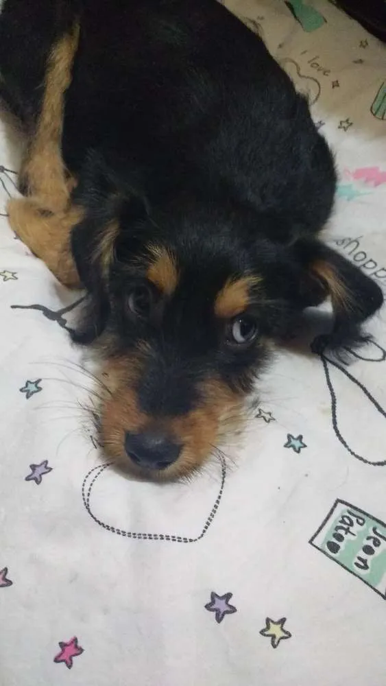 Cachorro ra a SRD idade 2 a 6 meses nome Zack (Provisório)