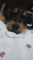 Zack (Provisório)