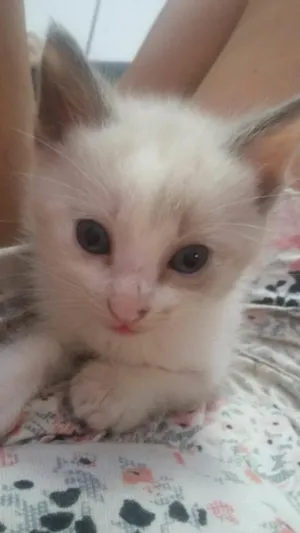Gato raça ...  idade Abaixo de 2 meses nome Filhotinhos