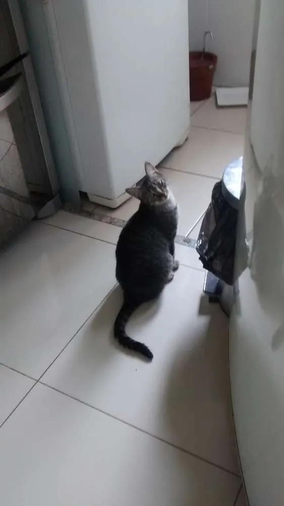 Gato ra a Vira Lata idade 7 a 11 meses nome Larissa