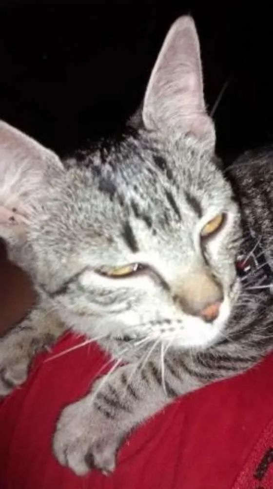 Gato ra a Vira Lata idade 7 a 11 meses nome Larissa