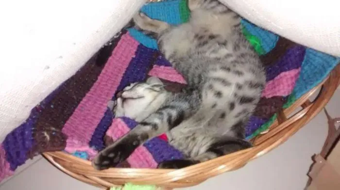 Gato ra a Vira Lata idade 7 a 11 meses nome Larissa