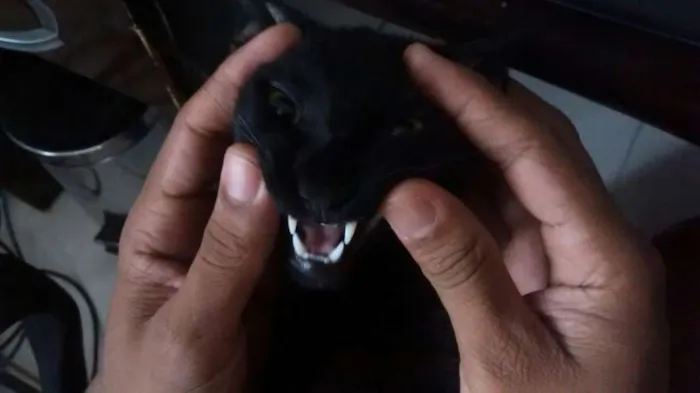 Gato ra a Vira-Lata idade 7 a 11 meses nome Preto
