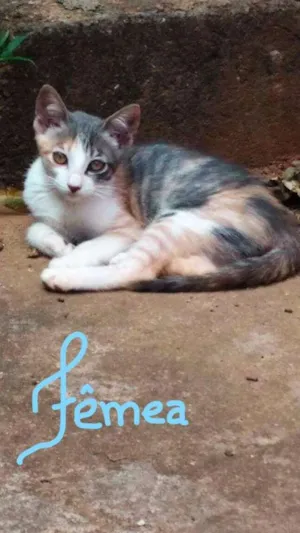 Gato raça  idade 2 a 6 meses nome Pretinhos