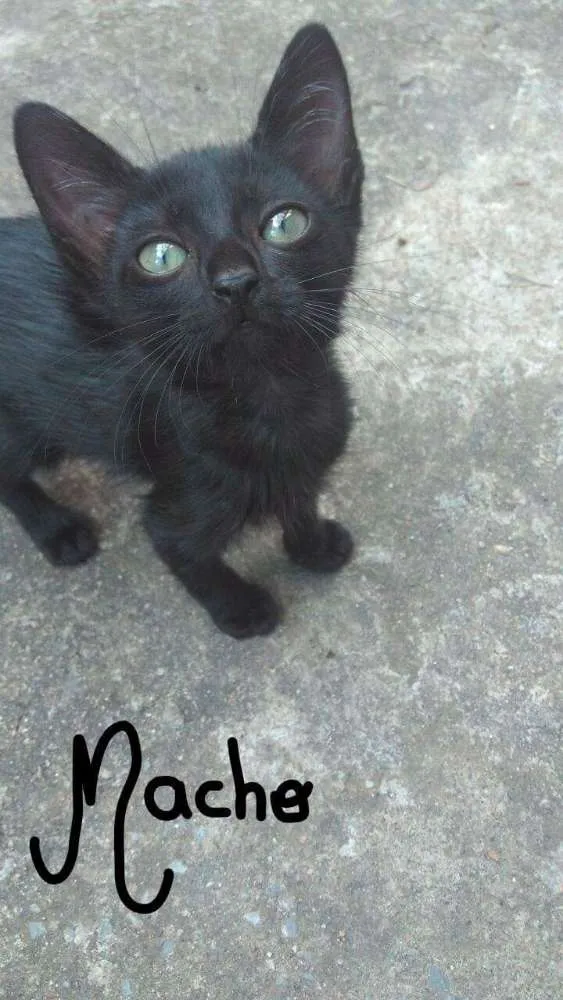 Gato raça  idade 2 a 6 meses nome Pretinhos