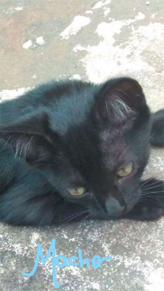 Gato raça  idade 2 a 6 meses nome Pretinhos