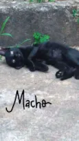 Pretinhos