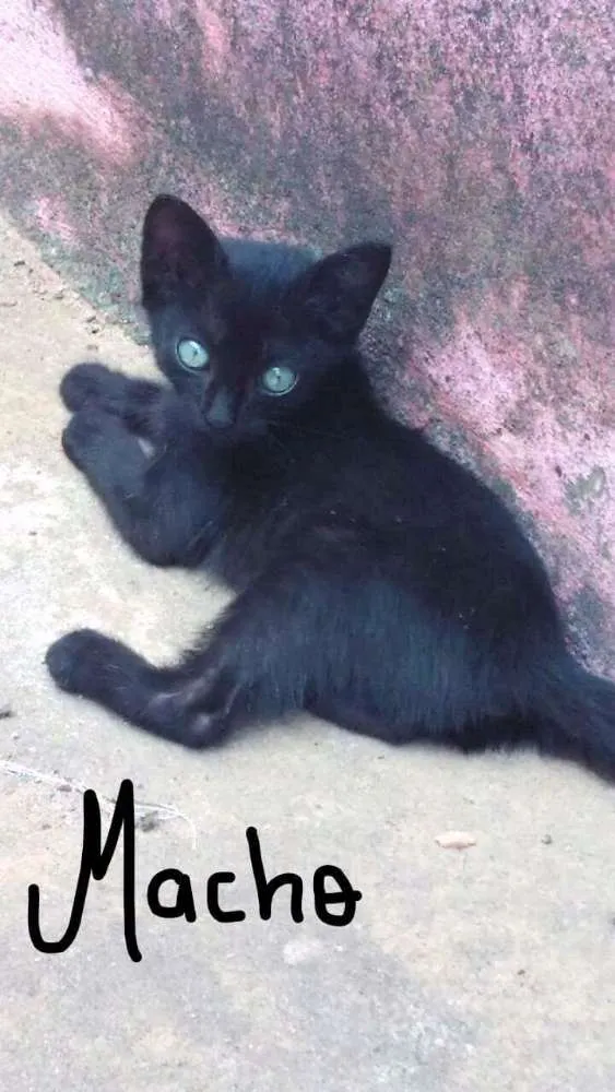 Gato raça  idade 2 a 6 meses nome Pretinhos
