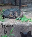 Pretinhos