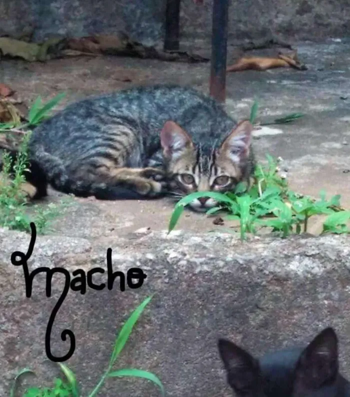 Gato raça  idade 2 a 6 meses nome Pretinhos