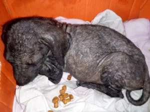 Cachorro raça Vira-Lata idade Abaixo de 2 meses nome Desconhecido