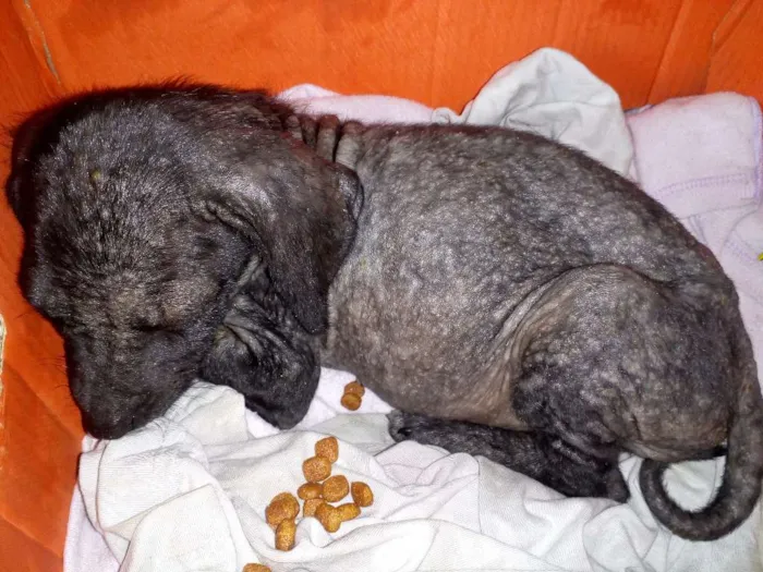 Cachorro ra a Vira-Lata idade Abaixo de 2 meses nome Desconhecido