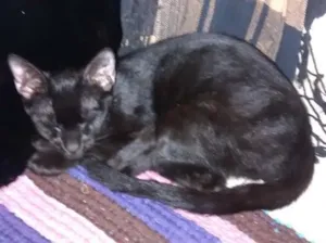 Gato raça Vira-Lata idade 7 a 11 meses nome Preto