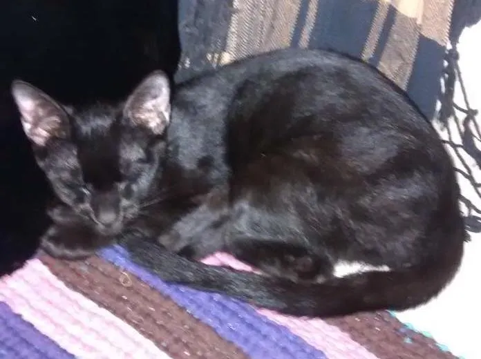 Gato ra a Vira-Lata idade 7 a 11 meses nome Preto