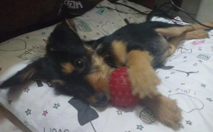 Cachorro ra a SRD idade 2 a 6 meses nome Zack (Provisório)