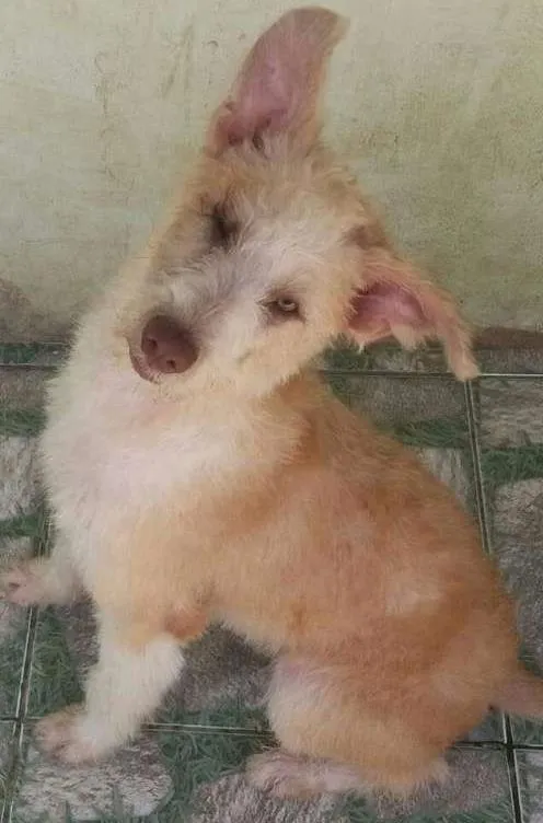 Cachorro ra a Srd idade 2 a 6 meses nome Buck