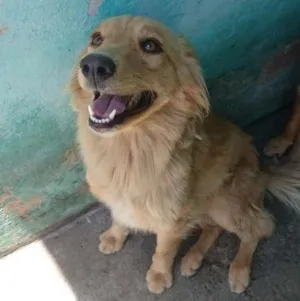 Cachorro raça SRD idade 2 anos nome Clarinha