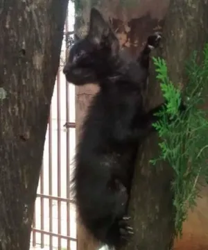 Gato raça SRD idade Abaixo de 2 meses nome sem nome