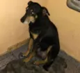 neguinha