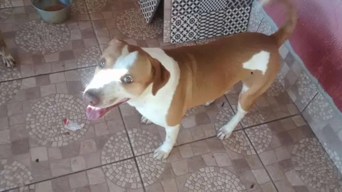 Cachorro ra a Srd-mestiço de pit  idade 4 anos nome Bolota 