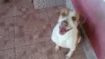 Bolota 