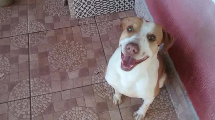 Cachorro ra a Srd-mestiço de pit  idade 4 anos nome Bolota 