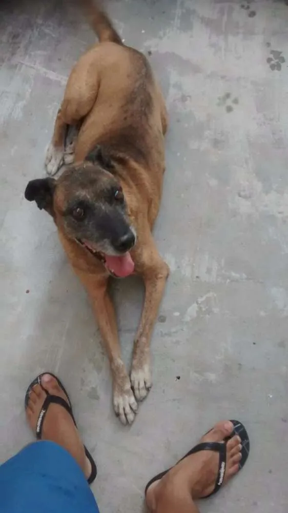 Cachorro ra a SRD idade 6 ou mais anos nome Princesa 