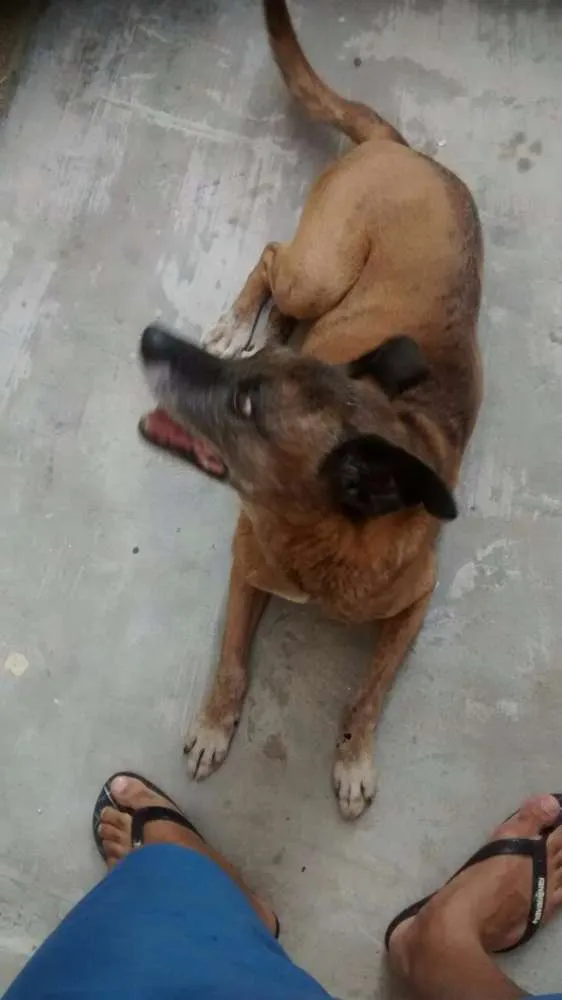 Cachorro ra a SRD idade 6 ou mais anos nome Princesa 