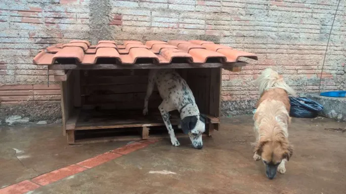Cachorro raça SRD  idade 3 anos nome Lili e Laika