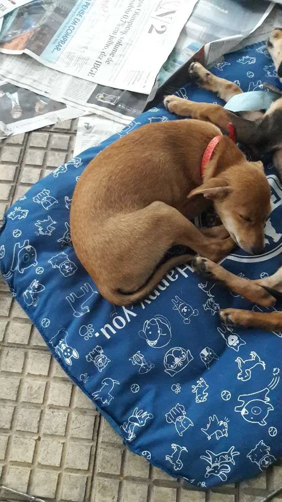 Cachorro ra a Vira lata idade 2 a 6 meses nome Yoko