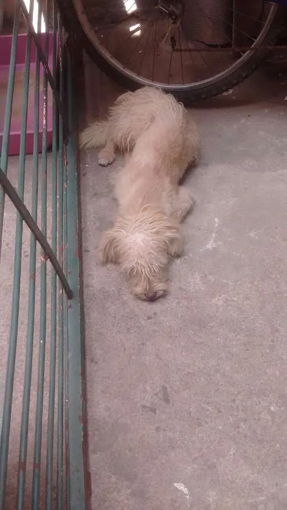 Cachorro ra a Misto com podle idade 7 a 11 meses nome Scooby