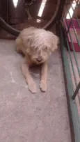 Scooby