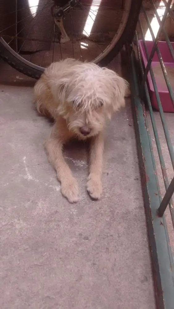 Cachorro ra a Misto com podle idade 7 a 11 meses nome Scooby