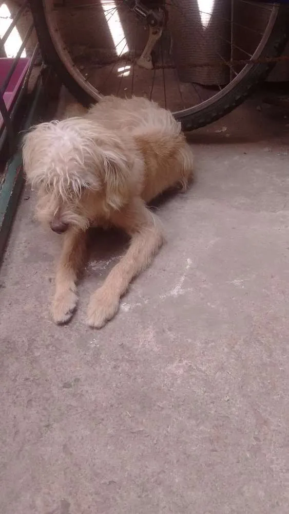 Cachorro ra a Misto com podle idade 7 a 11 meses nome Scooby