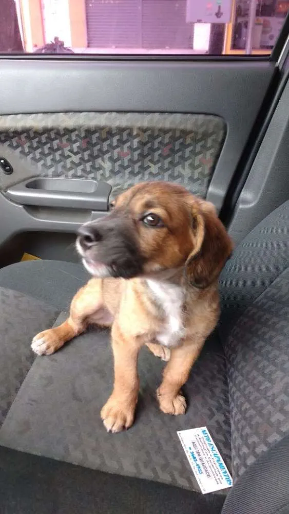 Cachorro ra a  idade 2 a 6 meses nome Sem nome