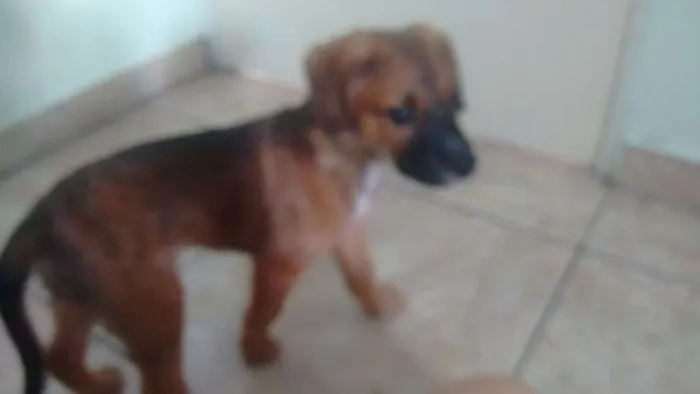 Cachorro ra a  idade 2 a 6 meses nome Sem nome