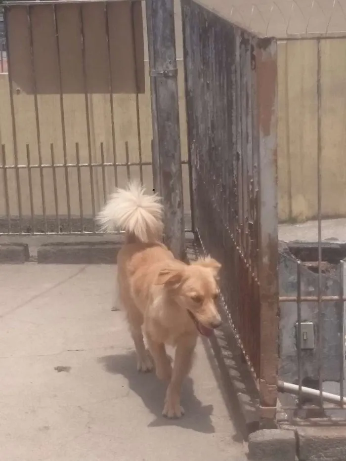 Cachorro raça SRD idade 2 anos nome Clarinha