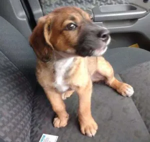 Cachorro raça  idade 2 a 6 meses nome Sem nome