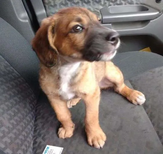 Cachorro ra a  idade 2 a 6 meses nome Sem nome