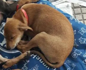 Cachorro raça Vira lata idade 2 a 6 meses nome Yoko