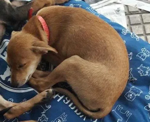 Cachorro ra a Vira lata idade 2 a 6 meses nome Yoko