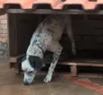Lili e Laika