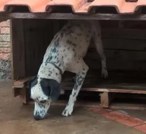 Cachorro raça SRD  idade 3 anos nome Lili e Laika