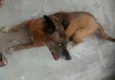 Princesa 