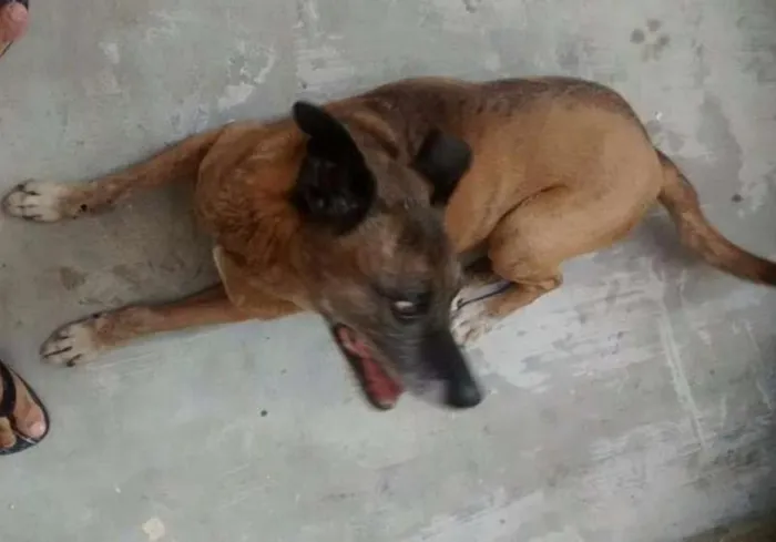 Cachorro ra a SRD idade 6 ou mais anos nome Princesa 