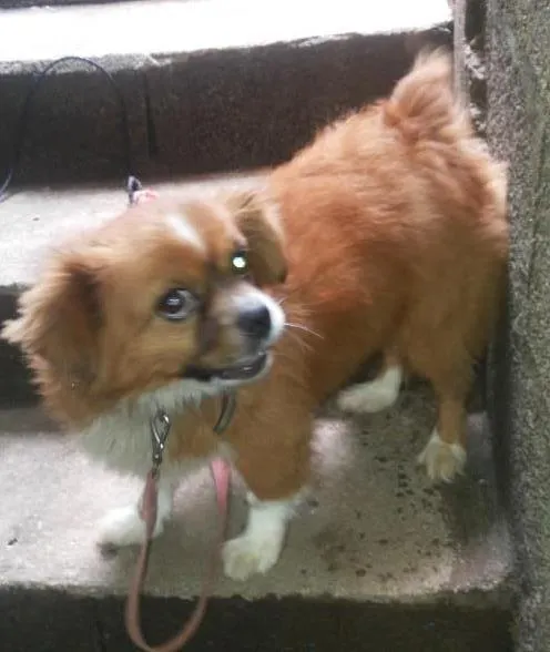 Cachorro ra a piiquines idade 3 anos nome Betoven