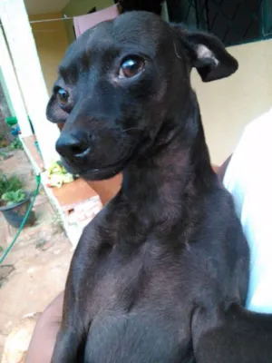 Cachorro raça Pinscher 3 idade 6 ou mais anos nome Steven