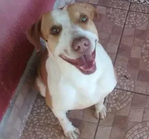 Cachorro raça Srd-mestiço de pit  idade 4 anos nome Bolota 