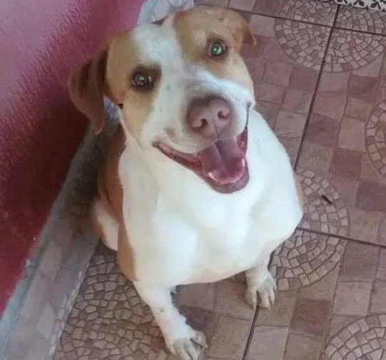 Cachorro ra a Srd-mestiço de pit  idade 4 anos nome Bolota 